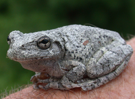 Southern Gray Treefrog